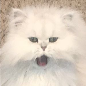 Meet your Posher, Courtney